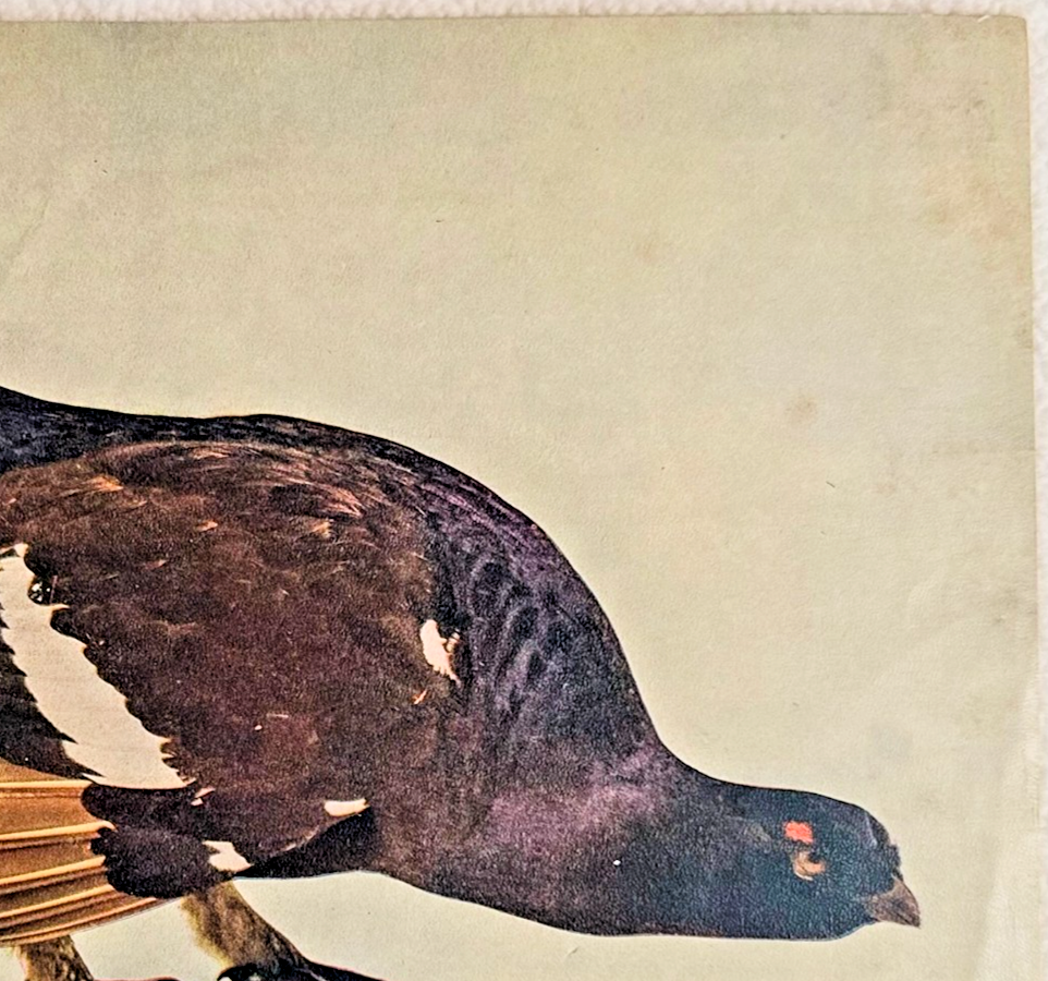 1902 Chicago Tribune ART Supplement 'Black Grouse'