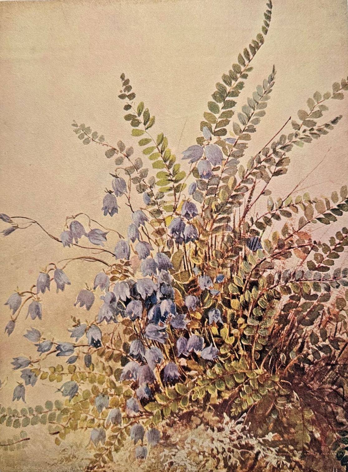 1902 Chicago Tribune ART Supplement 'Mountain Bluebell'