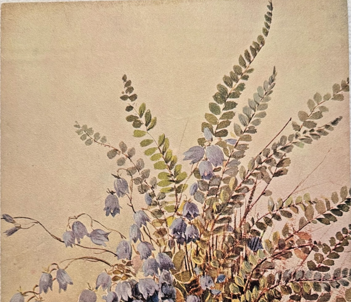 1902 Chicago Tribune ART Supplement 'Mountain Bluebell'