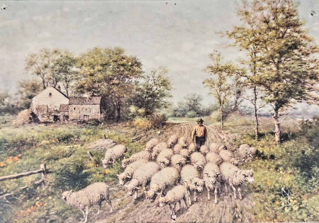 1902 Charles Williams Pastoral sheep herding scene- Sunday newspaper art supplem