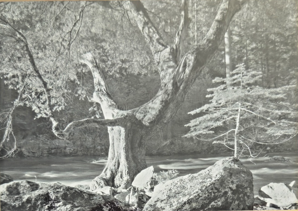 Photography by Ansel Adams’ Matted/Framed Print- "River Tree & Rocks"