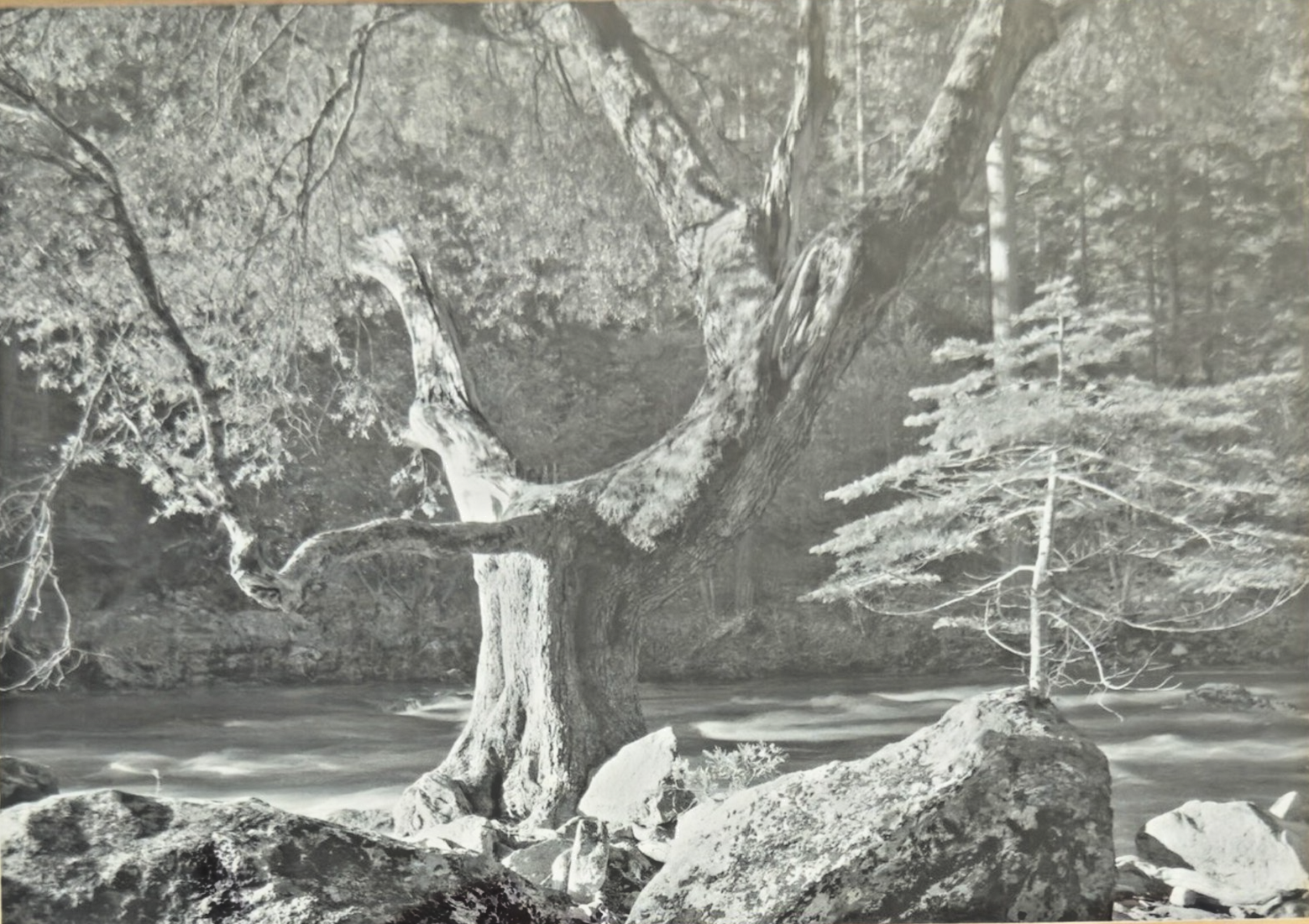 Photography by Ansel Adams’ Matted/Framed Print- "River Tree & Rocks"
