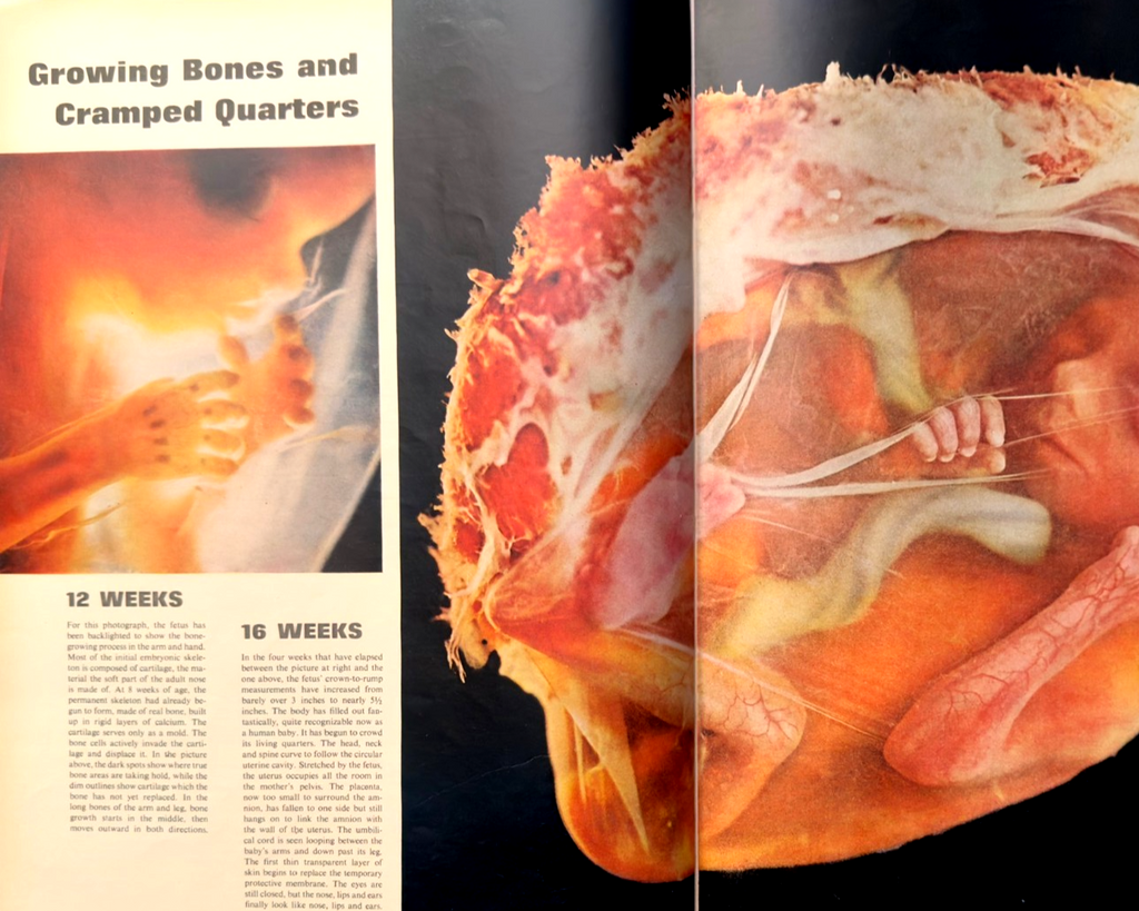 LOT 3 LIFE MAGAZINES-DECADES 50s 60s 70s