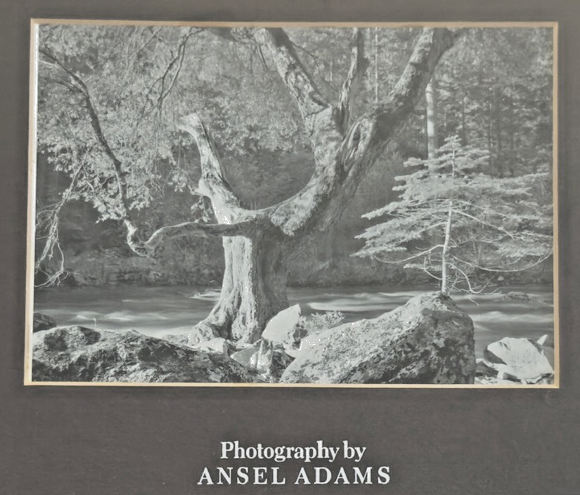 Photography by Ansel Adams’ Matted/Framed Print- "River Tree & Rocks"