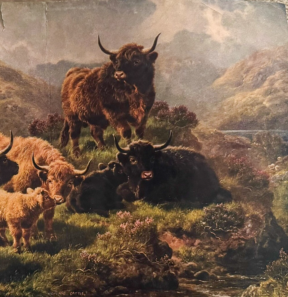 1902 Chicago Tribune ART Supplement 'Highland Cattle'