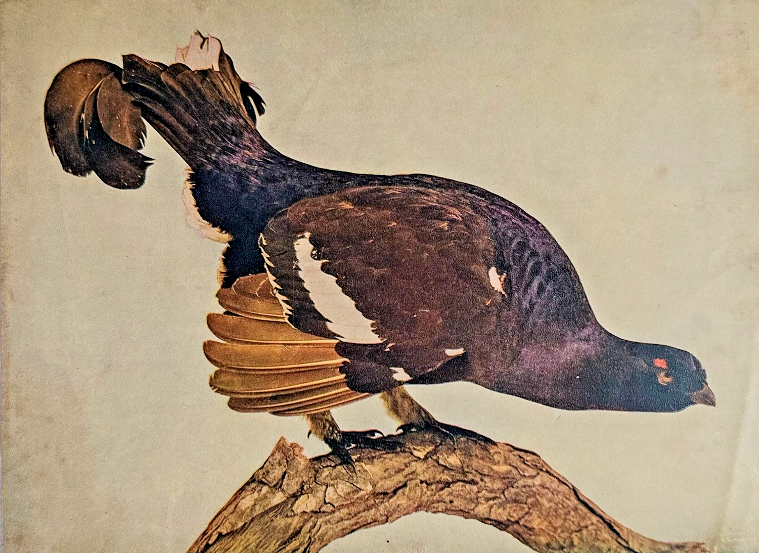 1902 Chicago Tribune ART Supplement 'Black Grouse'