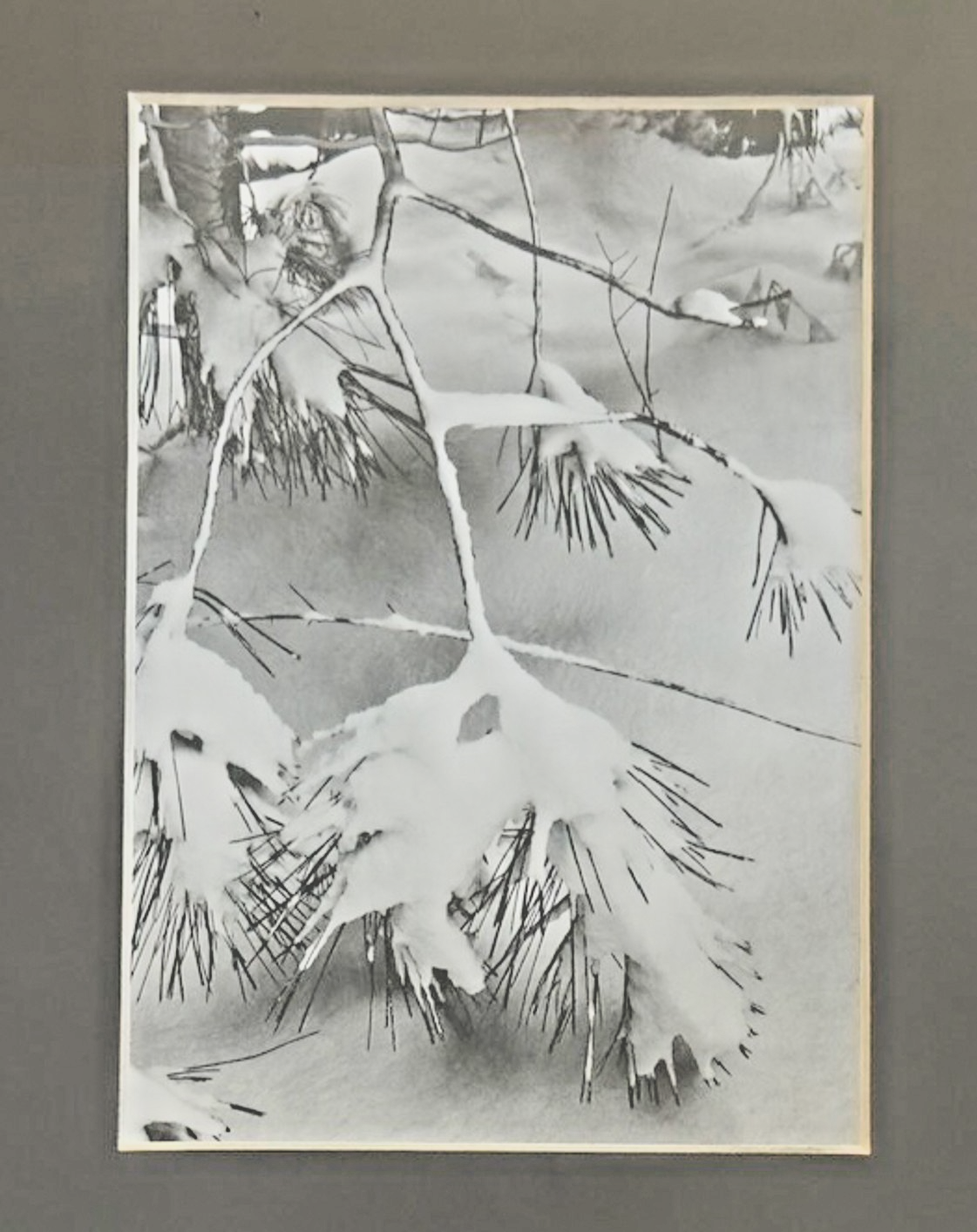 Photography by Ansel Adams’ Matted/Framed Print- "Winter Snow Pine Branches"