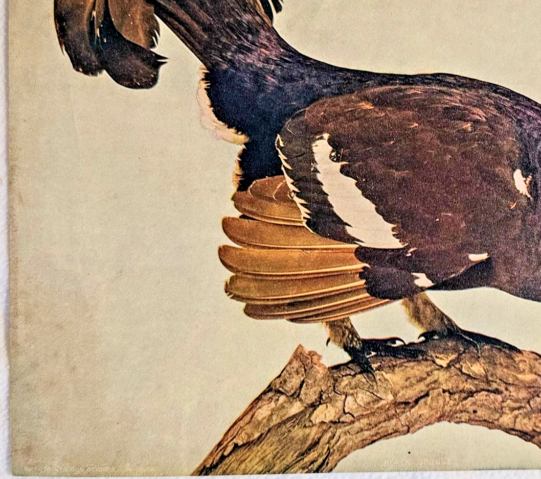 1902 Chicago Tribune ART Supplement 'Black Grouse'