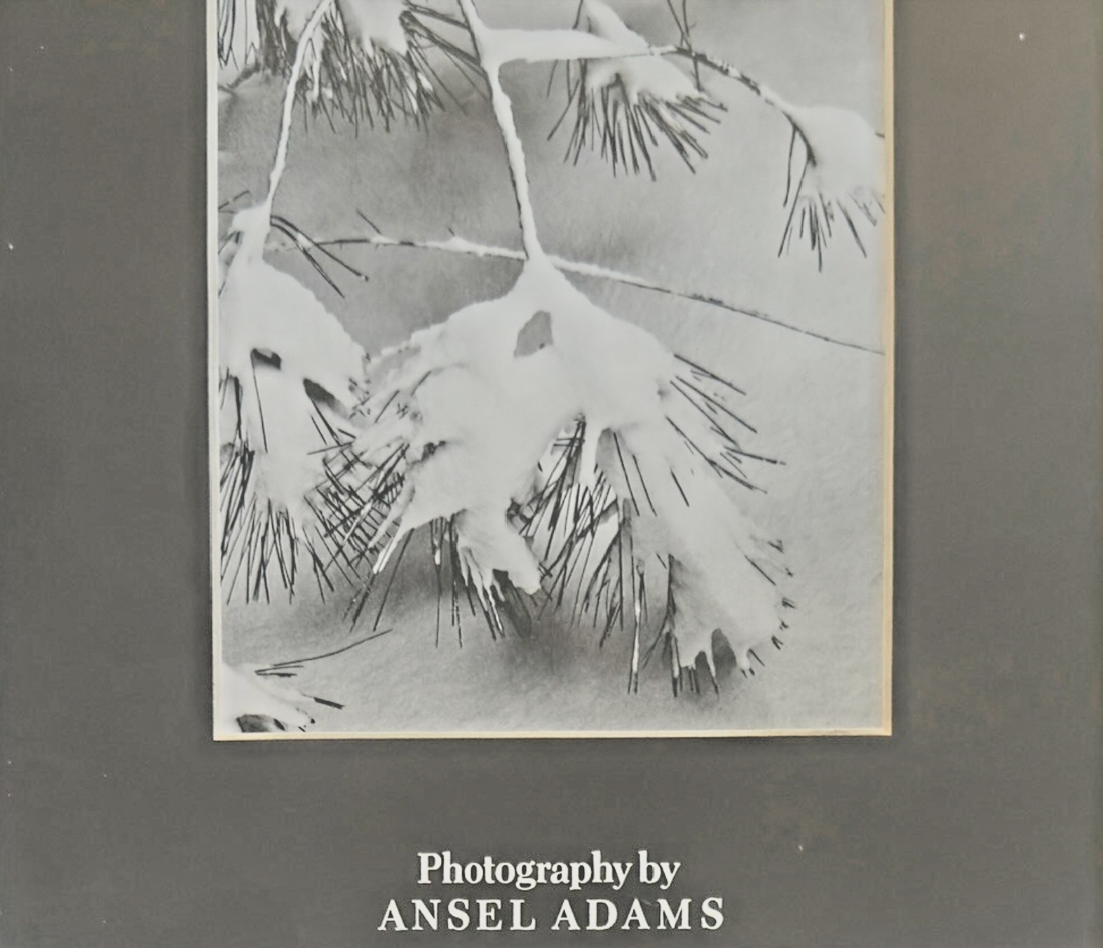 Photography by Ansel Adams’ Matted/Framed Print- "Winter Snow Pine Branches"
