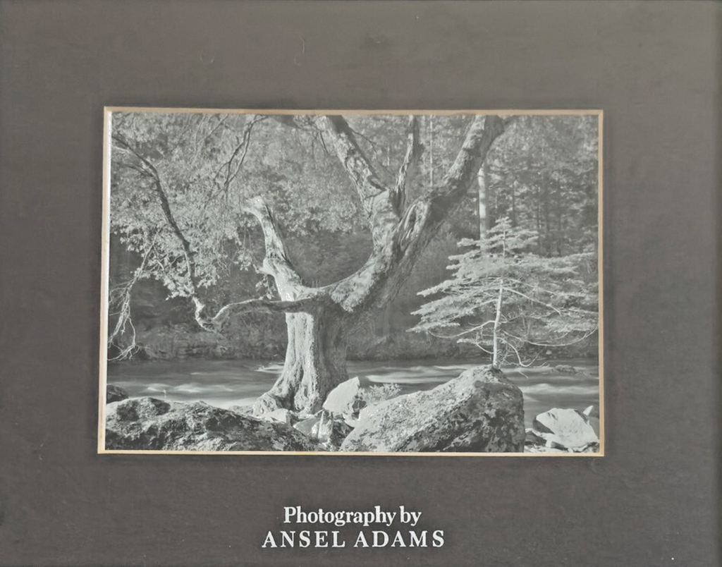 Photography by Ansel Adams’ Matted/Framed Print- "River Tree & Rocks"
