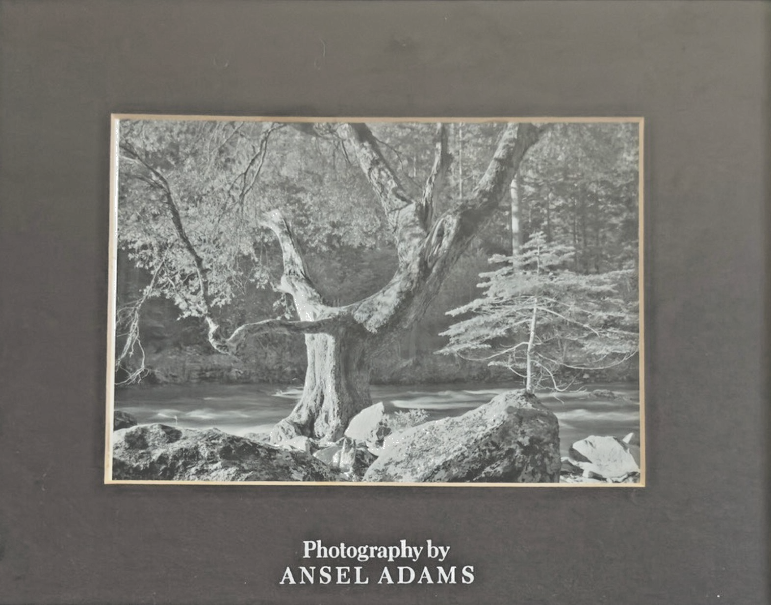 Photography by Ansel Adams’ Matted/Framed Print- "River Tree & Rocks"