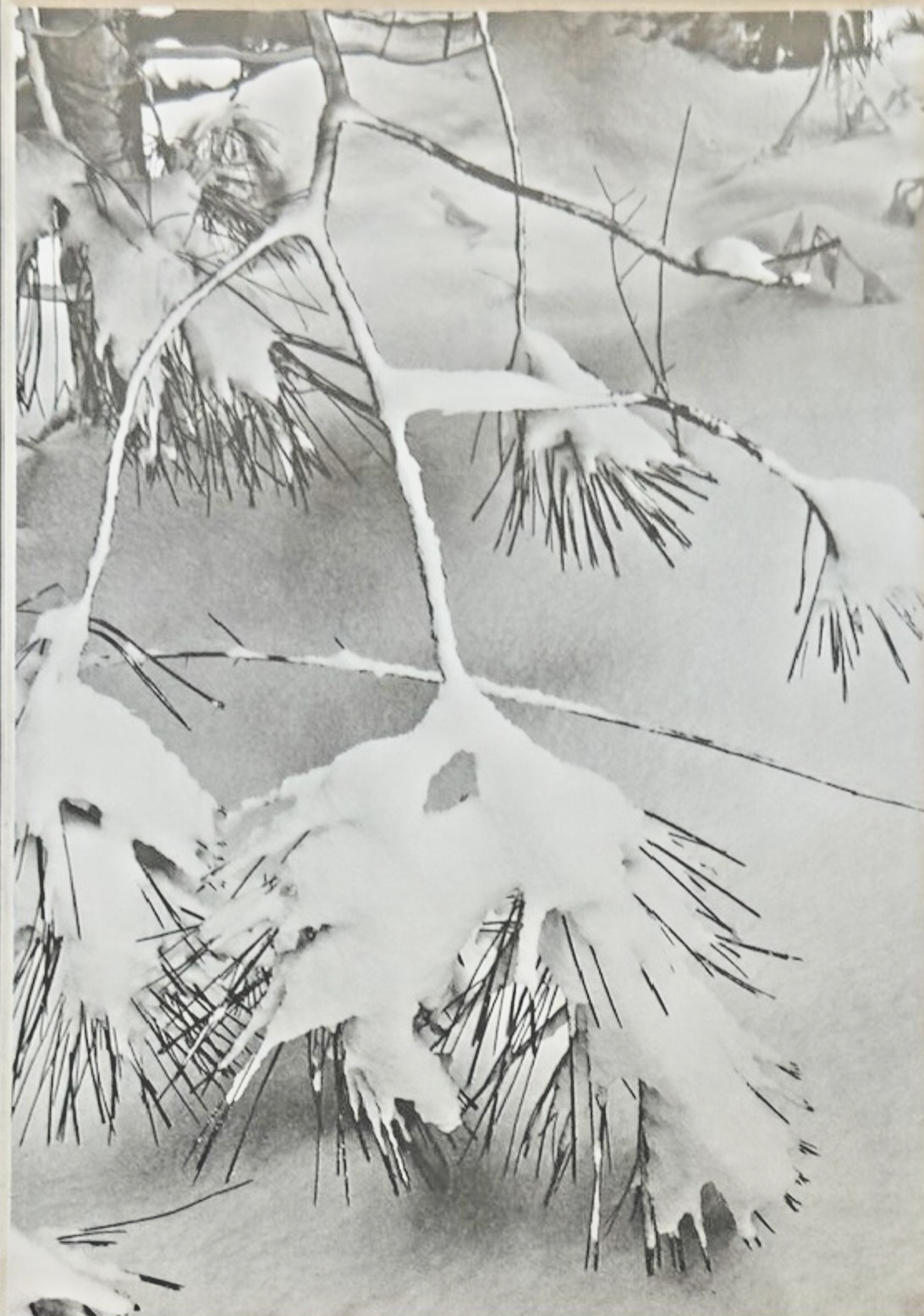 Photography by Ansel Adams’ Matted/Framed Print- "Winter Snow Pine Branches"