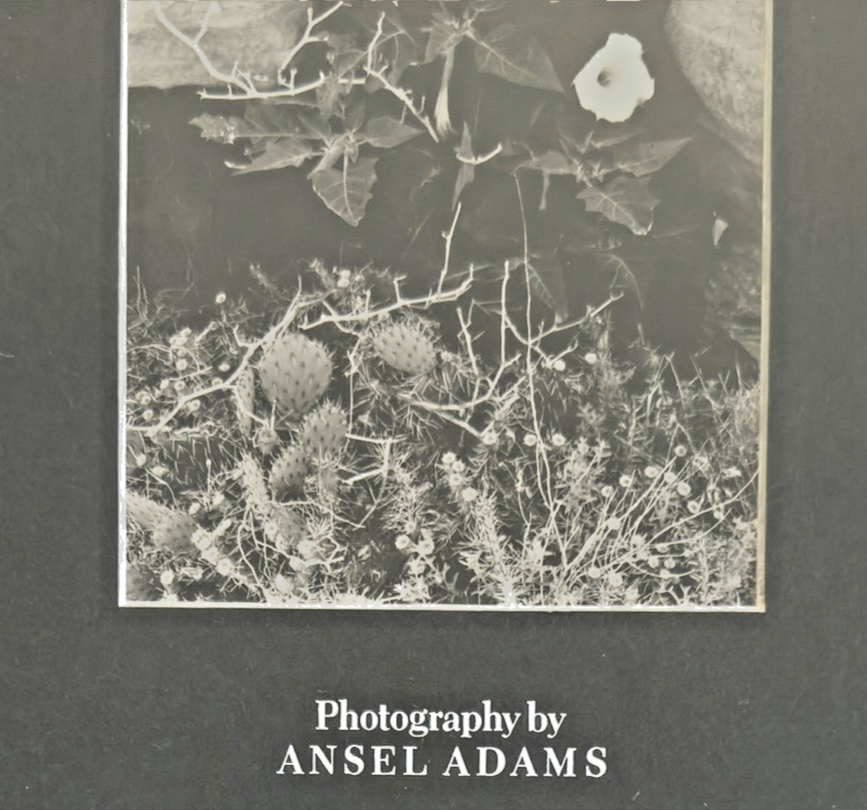 Photography by Ansel Adams’ Matted/Framed Print- "Desert Cactus & Flowers"