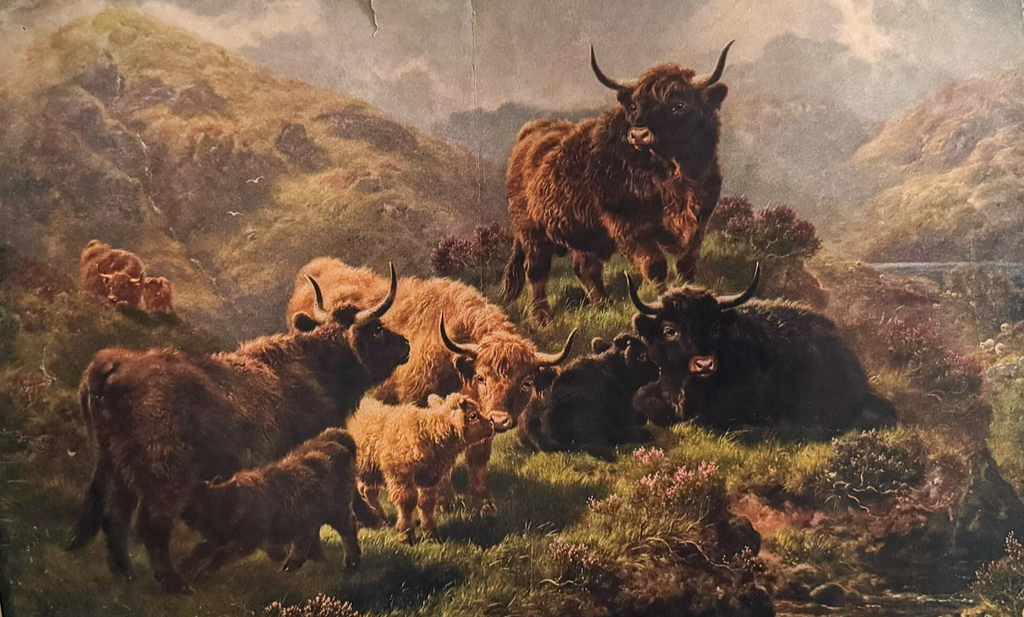 1902 Chicago Tribune ART Supplement 'Highland Cattle'