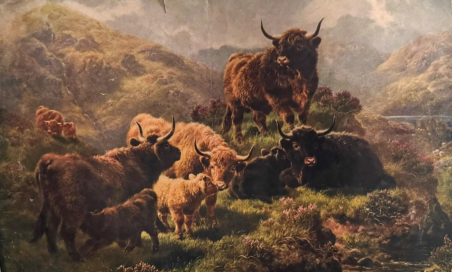 1902 Chicago Tribune ART Supplement 'Highland Cattle'