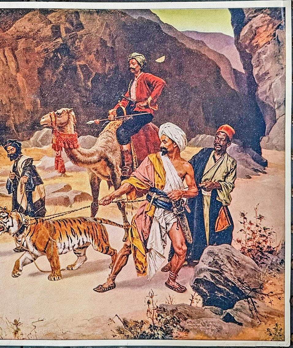 1900 Suppl. t Sunday Sentinel- “Captive Tiger” – Rudolf Ernst Paris