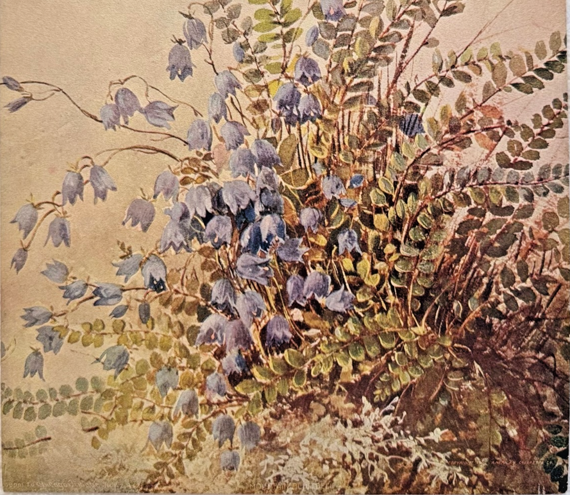 1902 Chicago Tribune ART Supplement 'Mountain Bluebell'