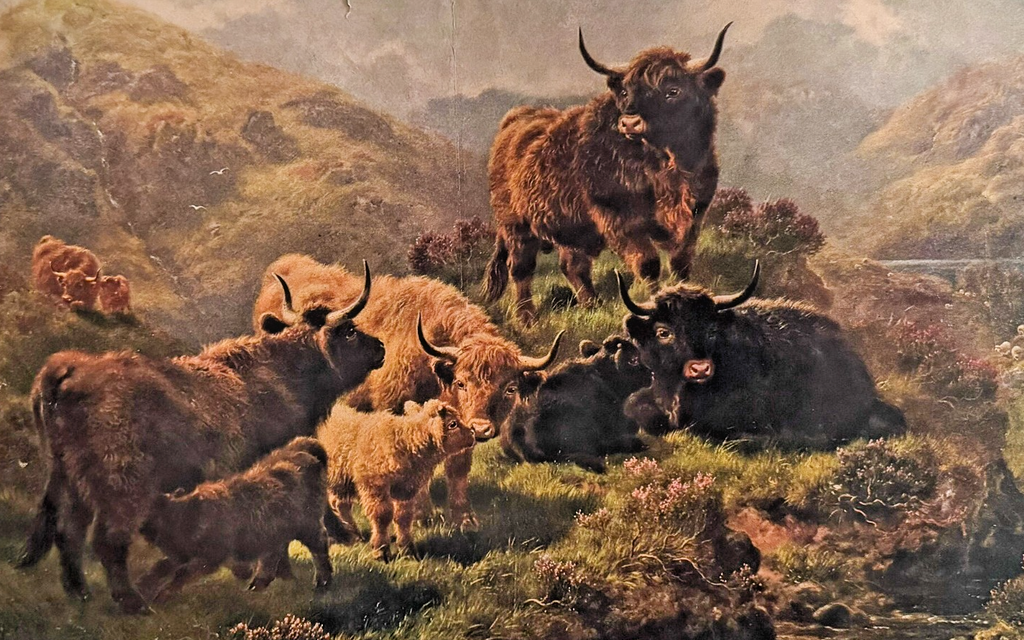 1902 Chicago Tribune ART Supplement 'Highland Cattle'