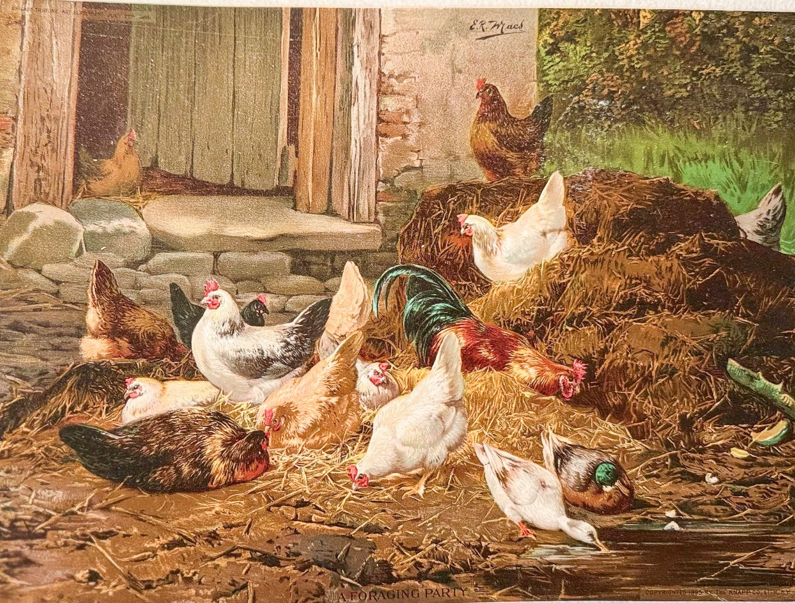 1895 Chicago Tribune ART Supplement 'Foraging Party'