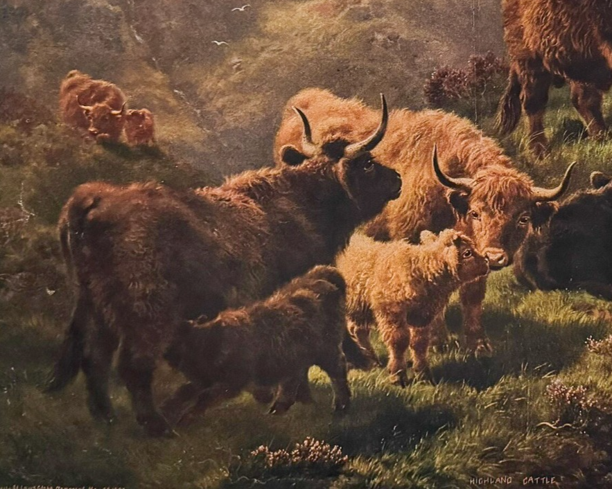 1902 Chicago Tribune ART Supplement 'Highland Cattle'