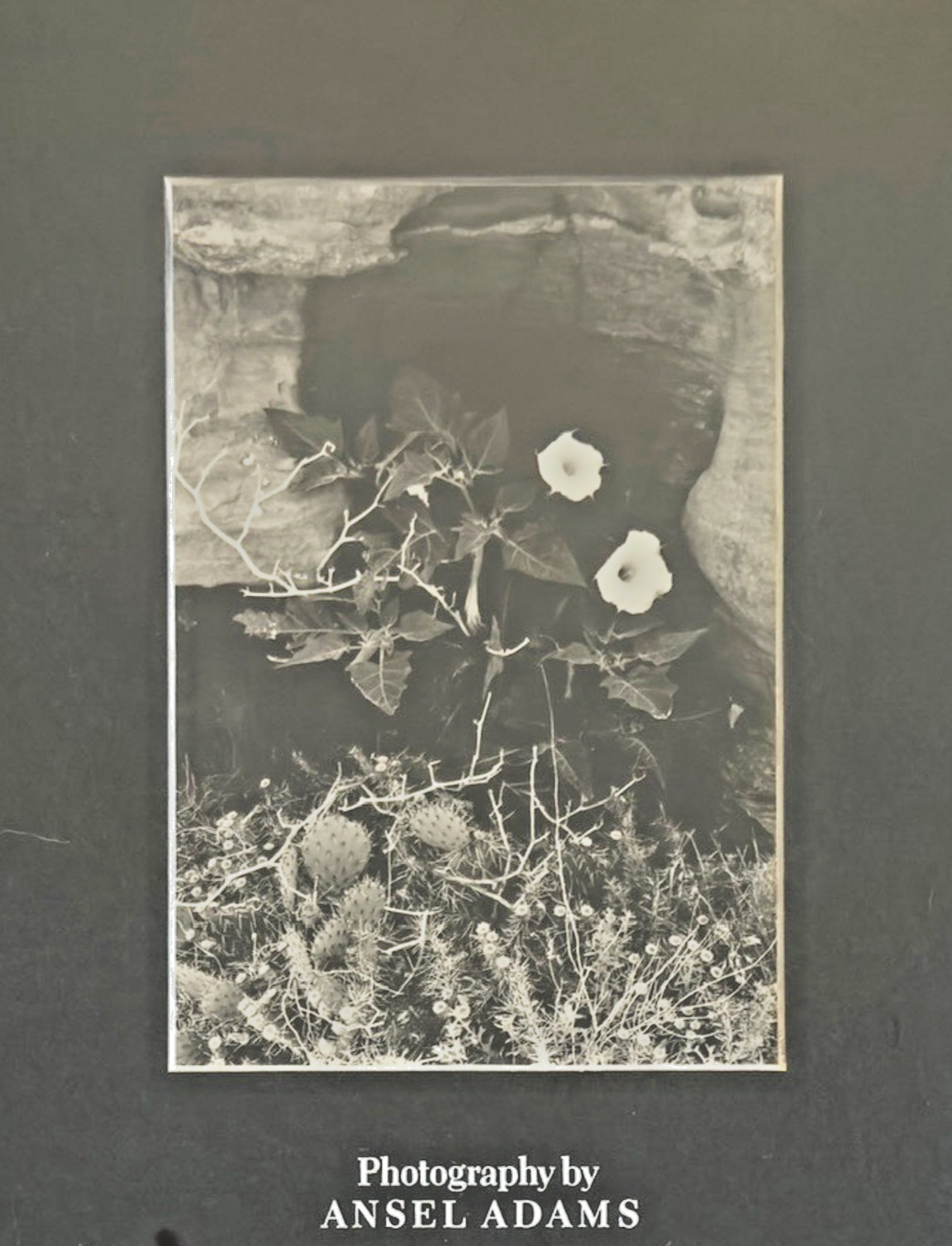 Photography by Ansel Adams’ Matted/Framed Print- "Desert Cactus & Flowers"