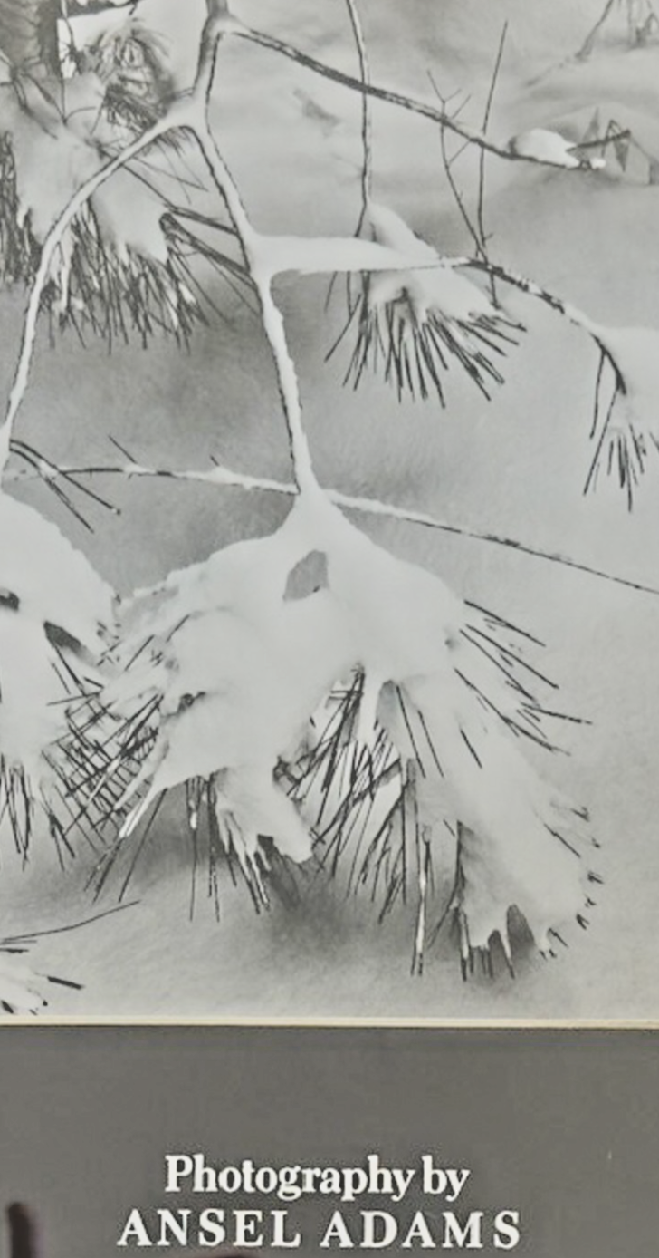 Photography by Ansel Adams’ Matted/Framed Print- "Winter Snow Pine Branches"