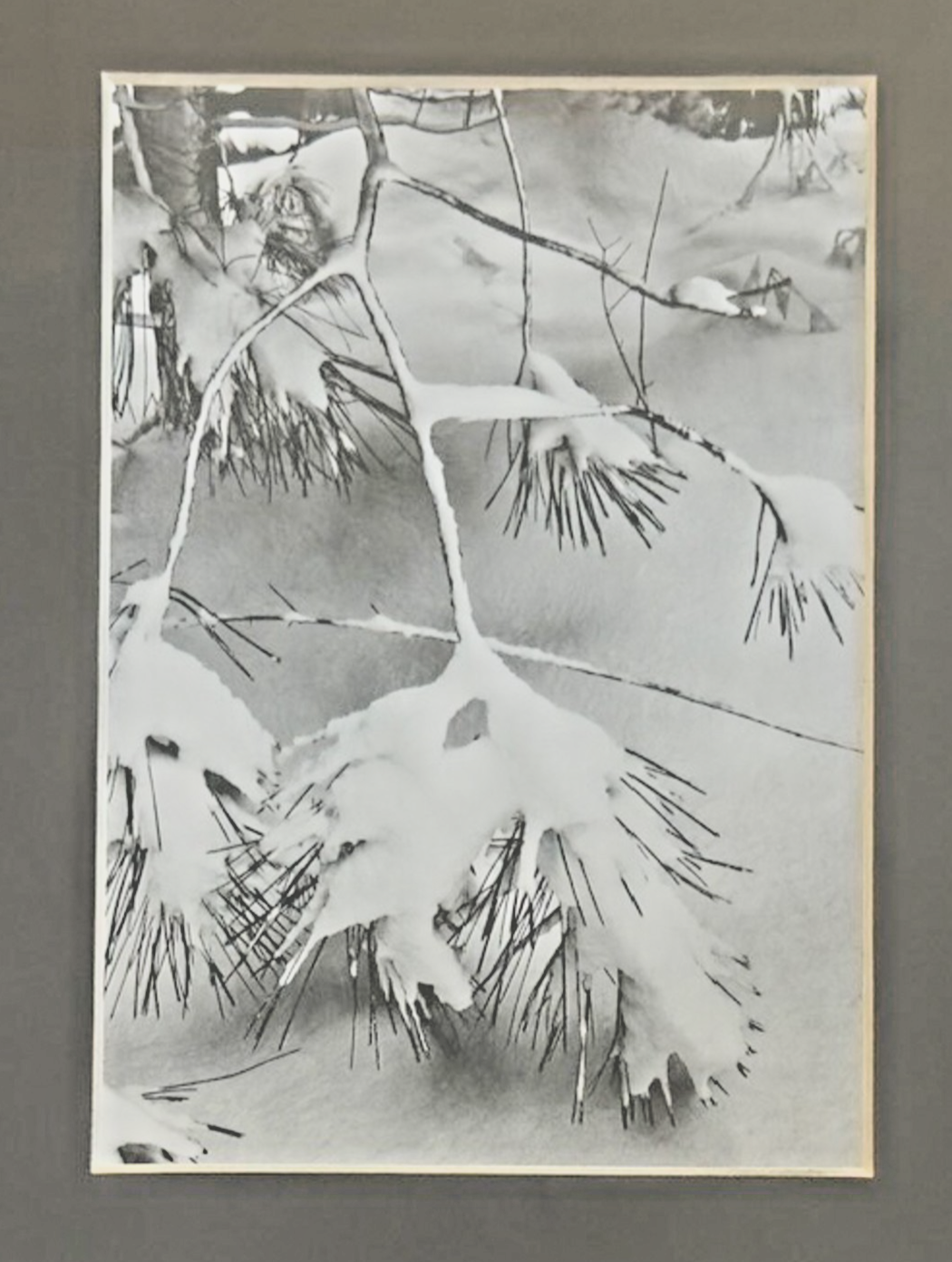 Photography by Ansel Adams’ Matted/Framed Print- "Winter Snow Pine Branches"