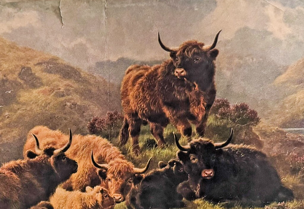 1902 Chicago Tribune ART Supplement 'Highland Cattle'
