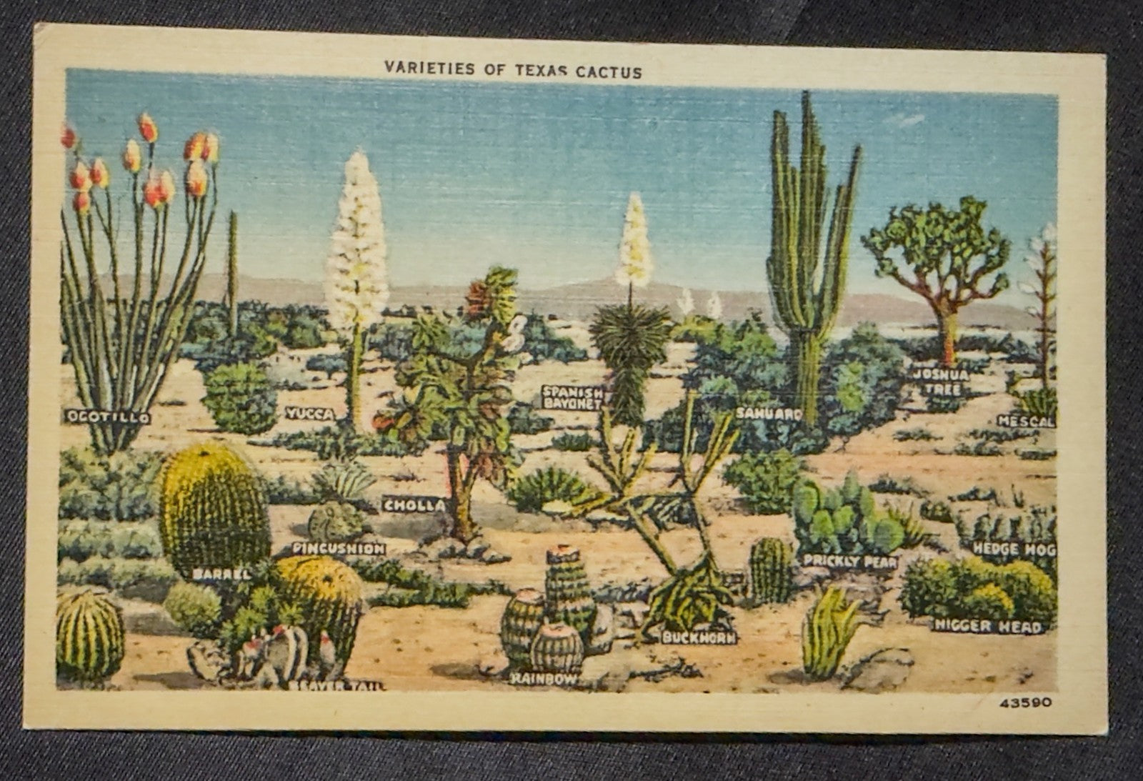 Vintage Postcard 1940s Varieties of Texas Cactus