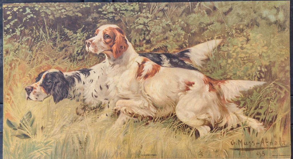 Two dogs lying in grass with a natural background