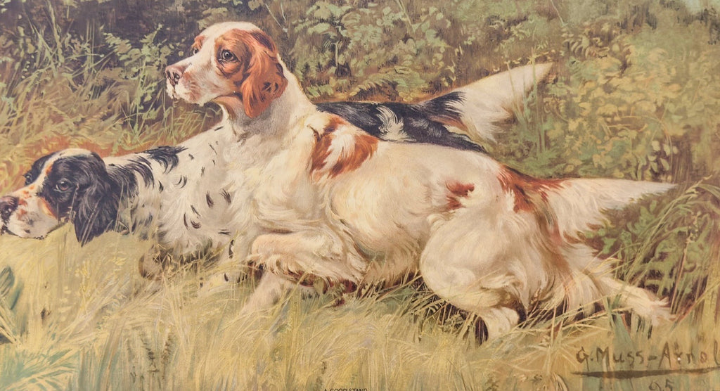 Two dogs lying in grass with a natural background