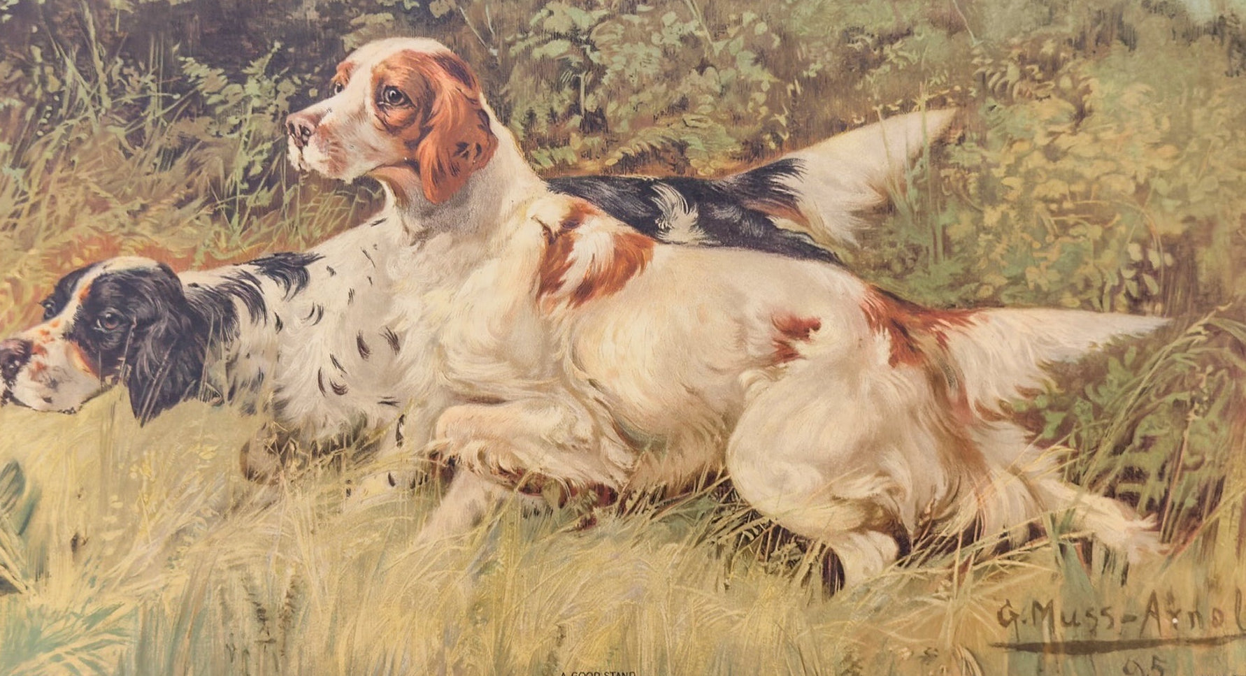 Two dogs lying in grass with a natural background
